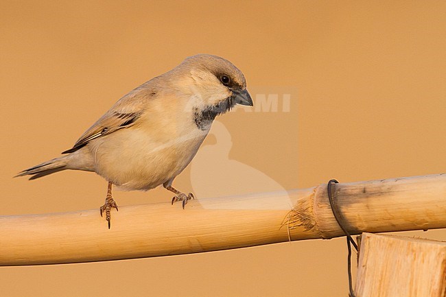 Desert Sparrow - WÃ¼stensperling - Passer simplex ssp. saharae, adult male, Morocco stock-image by Agami/Ralph Martin,