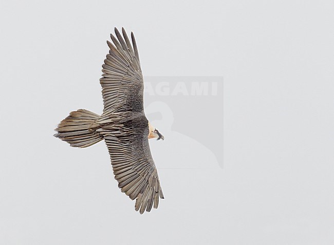 Volwassen Lammergier in de vlucht; Adult Bearded Vulture in flight stock-image by Agami/Markus Varesvuo,