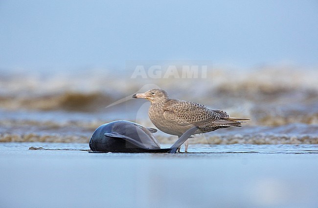 Grote Burgemeester; Glaucous Gull; Larus hyperboreus stock-image by Agami/Arie Ouwerkerk,