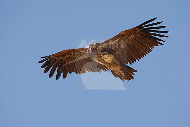 Volwassen Oorgier in de vlucht; Adult Lappet-faced Vulture in flight stock-image by Agami/Daniele Occhiato,