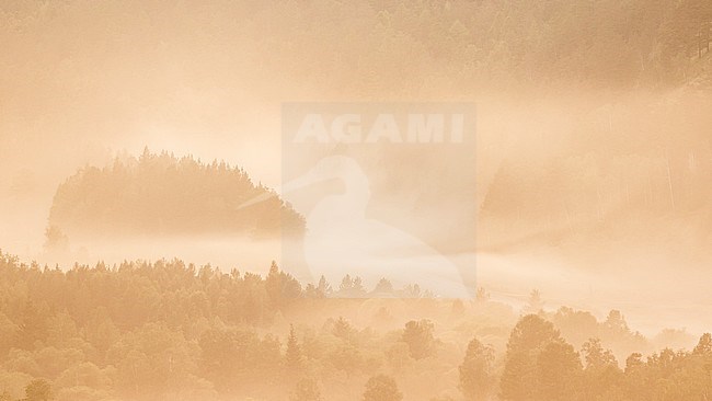 Forest, Russia (Irkutsk). Fog covered pine forest in the early morning. stock-image by Agami/Ralph Martin,