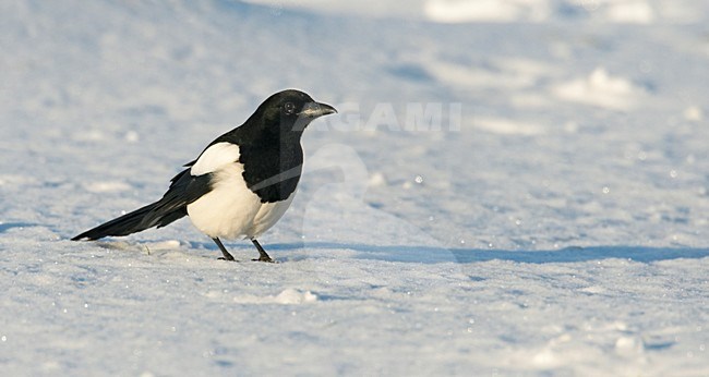 Ekster, Eurasian Magpie, Pica pica stock-image by Agami/Markus Varesvuo,