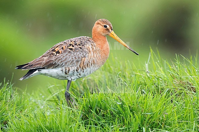 Black-tailed Godwit (Limosa limosa islandica), adult standing among the grass stock-image by Agami/Saverio Gatto,