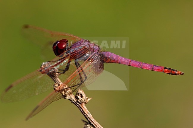 Mannetje Purperlibel, Male Trithemis annulata stock-image by Agami/Wil Leurs,