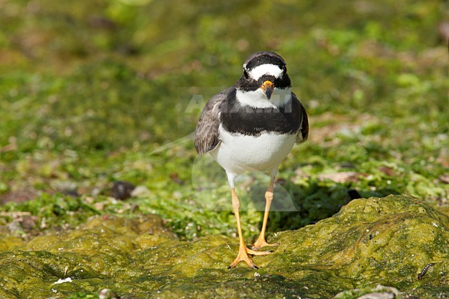 Bontbekplevier Lesbos Griekenland, Common Ringed Plover Lesvos Greece stock-image by Agami/Wil Leurs,