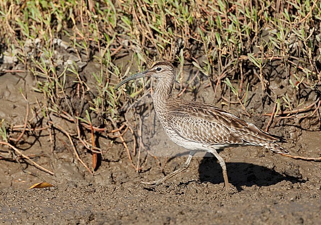 Eurasian Whimbrel (Numenius phaeopus) wintering in the mangroves of the Gambia. stock-image by Agami/Roy de Haas,