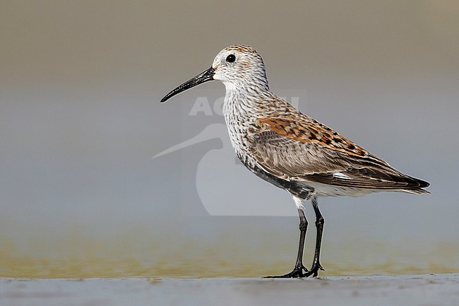 Adult breeding
Galveston Co., TX
April 2012 stock-image by Agami/Brian E Small,