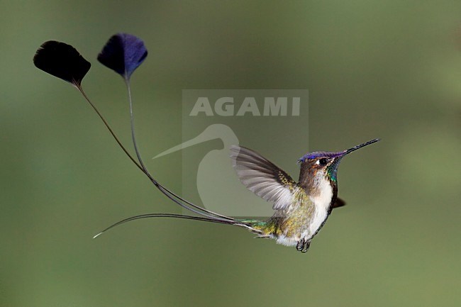 Vlagkolibrie in vlucht, Marvellous Spatuletail in flight stock-image by Agami/Dubi Shapiro,