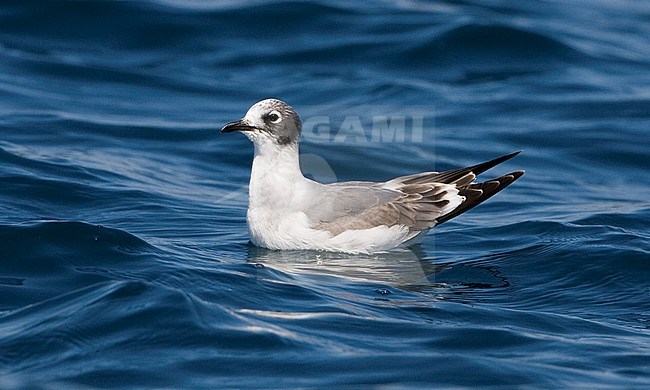 First-winter Franklin's Gull (Leucophaeus pipixcan) swimming in the sea off Costa Rica. stock-image by Agami/Brian Sullivan,