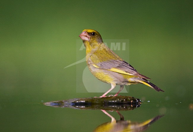 Mannetje Groenling drinkende; Male European Greenfinch drinking stock-image by Agami/Marc Guyt,