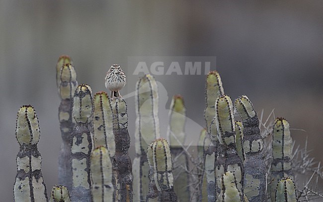 Berthelot's Pipit (Anthus berthelotii berthelotii) perched on a cactus at la Rasca, Tenerife, Canary Islands stock-image by Agami/Helge Sorensen,