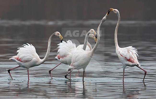 Groep Flamingo\'s; Group of Greater Flamingo stock-image by Agami/Daniele Occhiato,