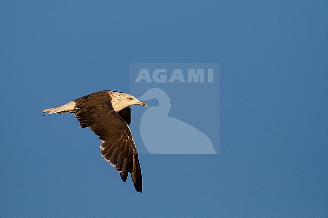 Lesser Black-backed Gull - Heringsmöwe - Larus fuscus, Germany, 2 cy stock-image by Agami/Ralph Martin,