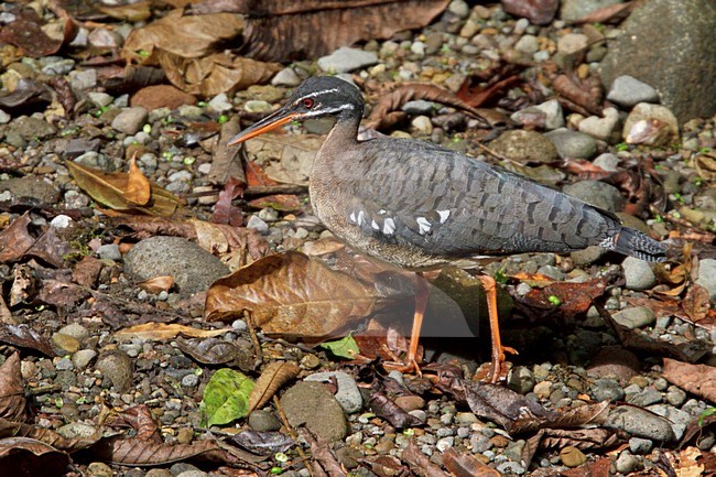 Zonneral foeragerend langs een rivier in Costa Rica; Sunbittern (Eurypyga helias) feeding along a river in Costa Rica. stock-image by Agami/Glenn Bartley,