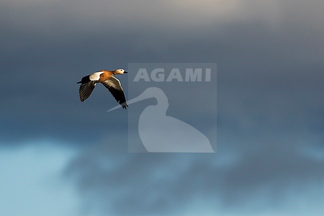 Ruddy Shelduck - Rostgans - Tadorna ferruginea, Russia (Baikal), adult male stock-image by Agami/Ralph Martin,