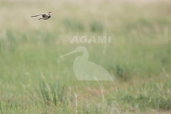 Mongolian Lark (Melanocorypha mongolica), Russia, adult stock-image by Agami/Ralph Martin,