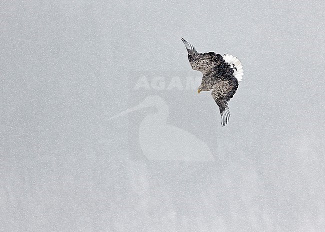 Zeearend adult vliegend in de sneeuw; White-tailed Eagle adult flying in the snow stock-image by Agami/Markus Varesvuo,