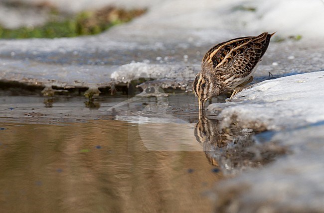 Bokje foeragerend in kwelwater in de winter; Jack Snipe foraging in winter stock-image by Agami/Arnold Meijer,