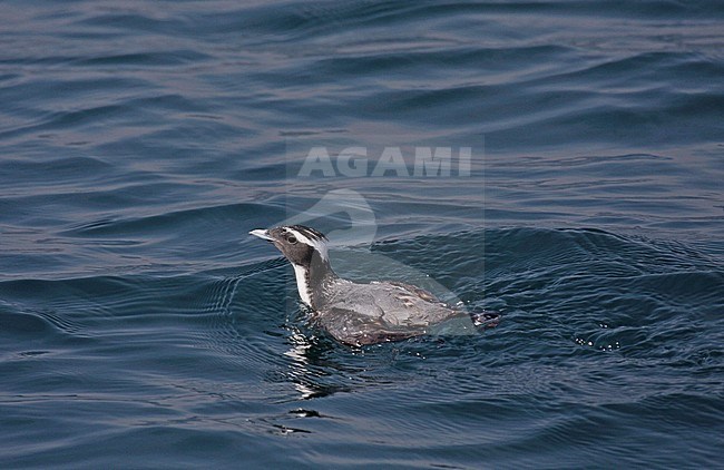 Japanese Murrelet (Synthliboramphus wumizusume) swimming off Japan. stock-image by Agami/Pete Morris,