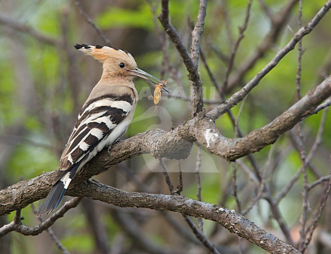 Hop met krekel; Eurasian Hoopoe with cricket stock-image by Agami/Ran Schols,