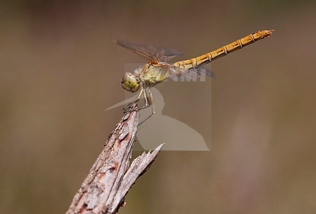 Imago Zuidelijke heidelibel; Adult Southern Darter stock-image by Agami/Fazal Sardar,