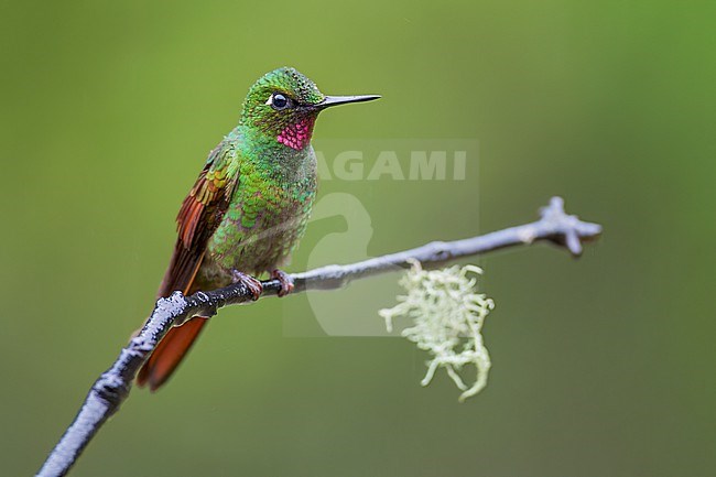 Brazilian Ruby (Heliodoxa rubricauda) Perched on a branch in Brazil stock-image by Agami/Dubi Shapiro,