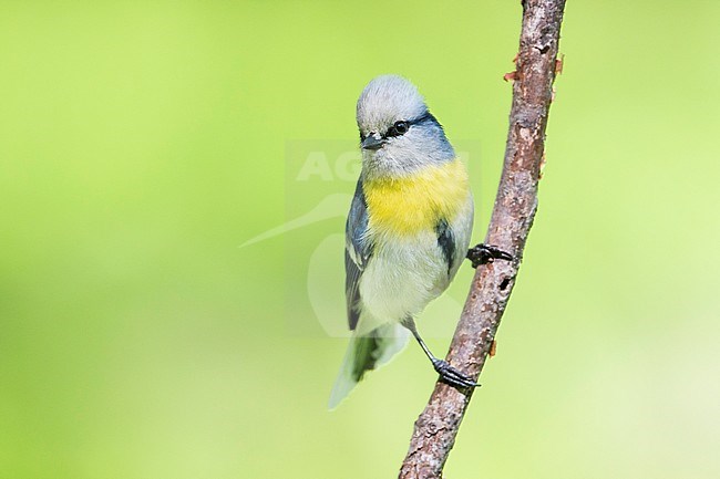 Yellow-breasted Tit - Lasurmeise - Cyanistes cyanus ssp. flavipectus, Kyrgyzstan, adult stock-image by Agami/Ralph Martin,