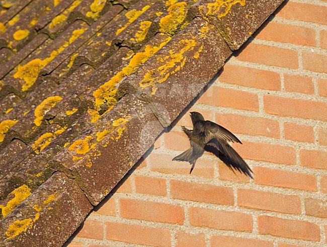 Gierzwaluw landend bij zijn nest; Common Swift landing at nest site stock-image by Agami/Marc Guyt,