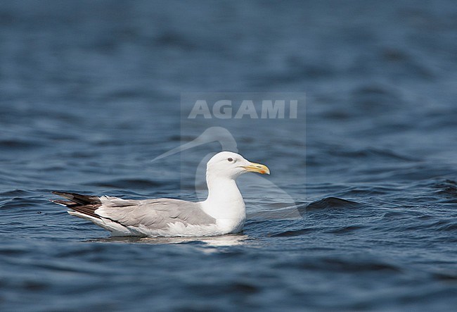 Adult Caspian Gull (Larus cachinnans in the Donau delta in Romania. Swimming in a freshwater lake. stock-image by Agami/Marc Guyt,