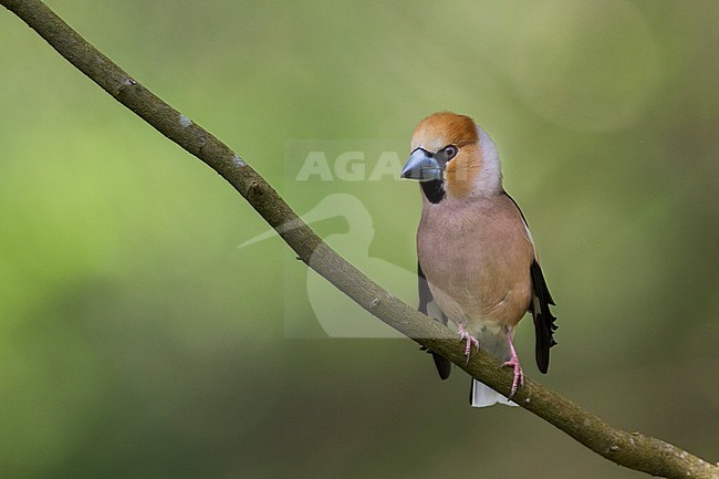 Hawfinch - Kernbeisser - Coccothraustes coccothraustes, Poland stock-image by Agami/Ralph Martin,