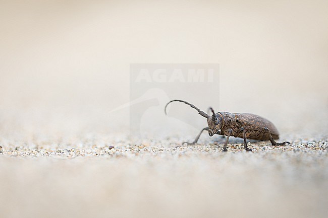 Lamia textor - Weaver beetle - Weberbock, Russia (Baikal), imago stock-image by Agami/Ralph Martin,