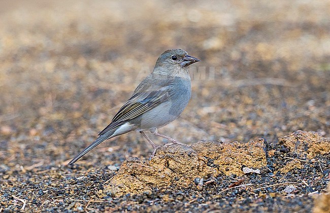 Blue Chaffinch at Merendero De Chio picnic area near Teyde, Tenerife, Canary Islands stock-image by Agami/Vincent Legrand,