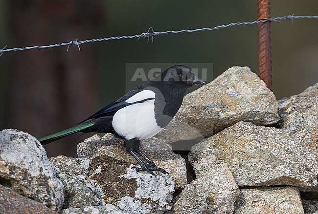Eurasian Magpie - Elster - Pica pica ssp. melanotos, Spain, adult stock-image by Agami/Ralph Martin,