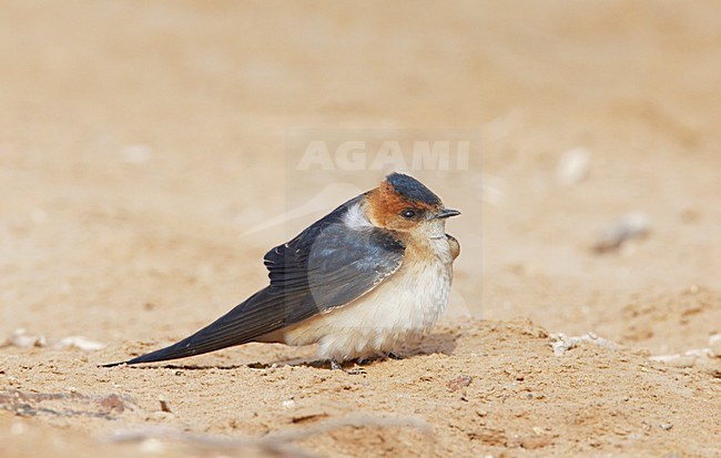 Roodstuitzwaluw volwassen zittend op de grond; Red-rumped Swallow adult perched on the ground stock-image by Agami/Markus Varesvuo,