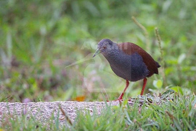 Black-tailed Crake (Zapornia bicolor) walking on ground at Doi Inthanon, Thailand stock-image by Agami/Helge Sorensen,