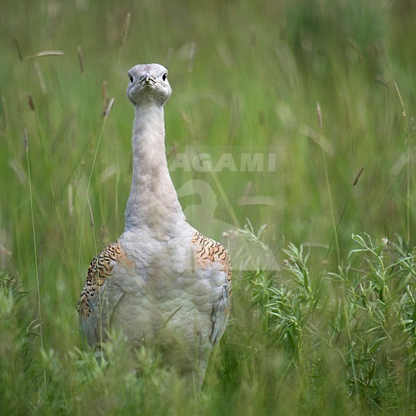 Adulte Grote Trap in gras, Great Bustard adult in gras stock-image by Agami/Han Bouwmeester,