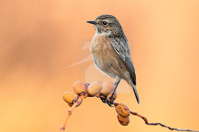 Roodborsttapuit; European Stonechat; Saxicola rubicola stock-image by Agami/Daniele Occhiato,