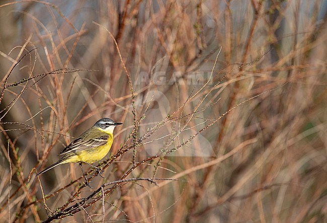 Adult White-throated Wagtail (Motacilla (flava) iberiae) in central Spain stock-image by Agami/Marc Guyt,