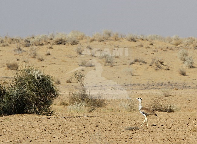 Critically Endangered Great Indian Bustard (Ardeotis nigriceps) walking through desert in India. As few as 150 individuals were estimated to survive in 2018. stock-image by Agami/James Eaton,