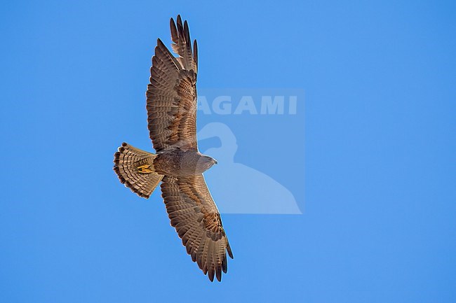 Adult (dark morph)
San Diego Co., CA
April 2023 stock-image by Agami/Brian E Small,