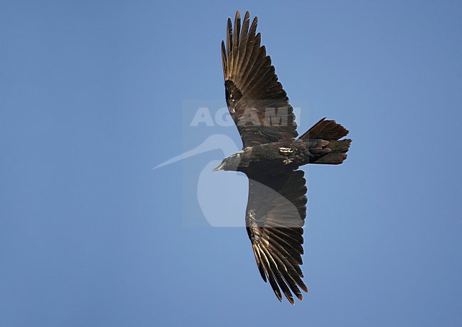 Bruinekraaf in de vlucht; Brown-necked Raven in flight stock-image by Agami/Markus Varesvuo,