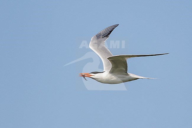 Adult breeding
Galveston Co., TX
May 2013 stock-image by Agami/Brian E Small,