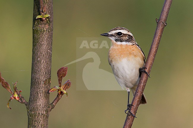 Whinchat (Saxicola rubetra), Poland, adult male stock-image by Agami/Ralph Martin,