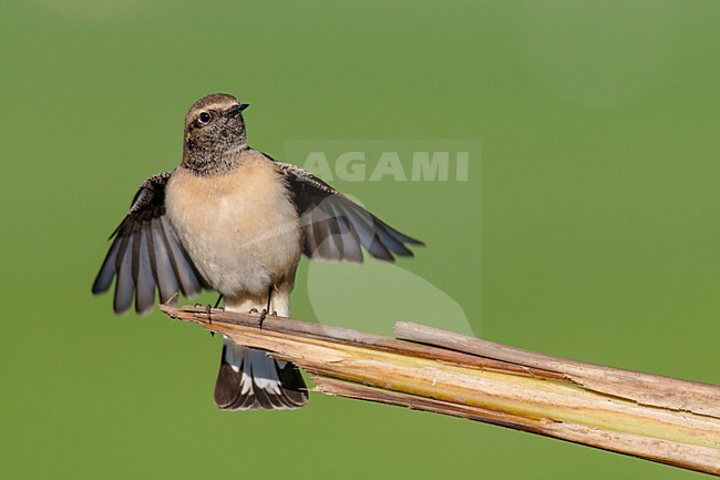 Bonte Tapuit, Pied Wheatear, Oenanthe pleschanka stock-image by Agami/Arnold Meijer,