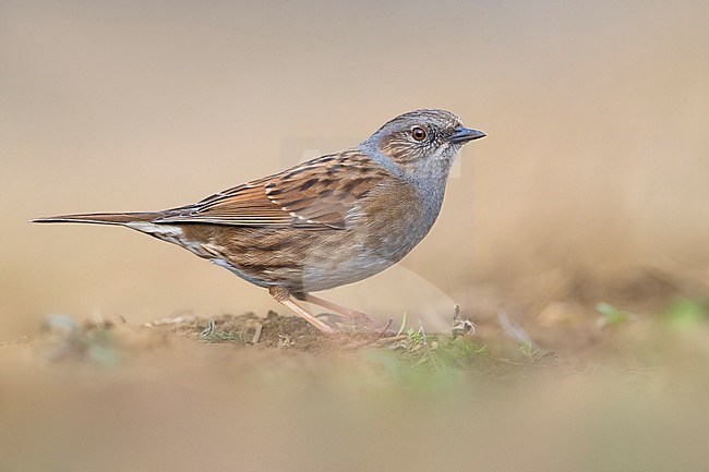 Dunnock (Prunella modularis) perched on the ground stock-image by Agami/Daniele Occhiato,