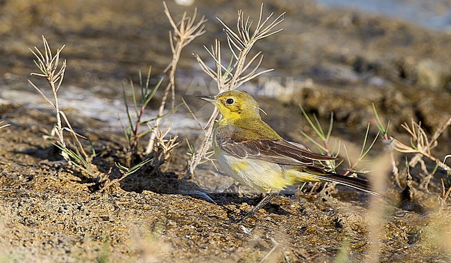 Autumn female Yellow-headed Wagtail (Motacilla flava lutea) in the Middle east. stock-image by Agami/Tom Lindroos,