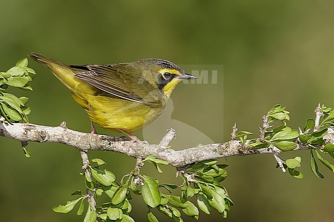 Adult female
Galveston Co., TX
April 2014 stock-image by Agami/Brian E Small,