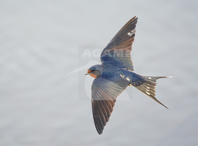 Boerenzwaluw in de vlucht; Barn Swallow in flight stock-image by Agami/Markus Varesvuo,