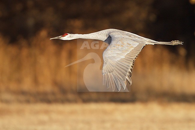 Sandhill Crane (Grus canadensis) flying at the Bosque del Apache wildlife refuge near Socorro, New Mexico, USA. stock-image by Agami/Glenn Bartley,