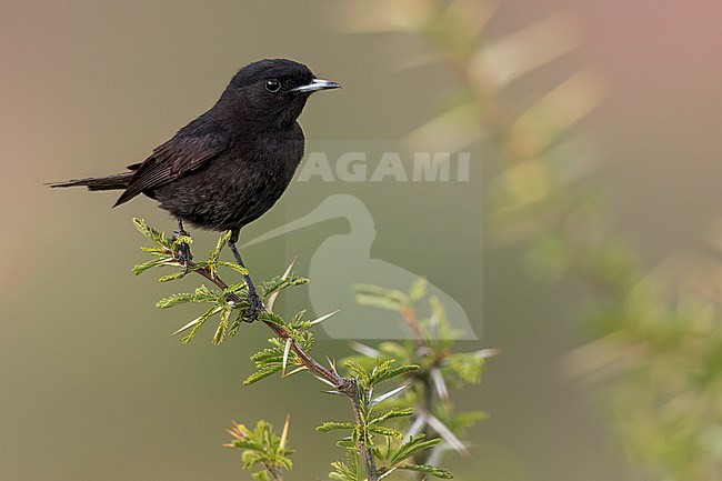 White-winged Black-Tyrant (Knipolegus aterrimus) perched  on a branch in Argentina stock-image by Agami/Dubi Shapiro,